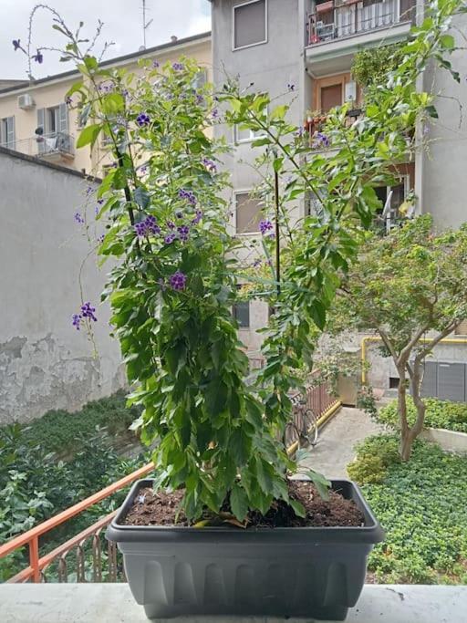 Il Grande Blu Appartement Milaan Buitenkant foto